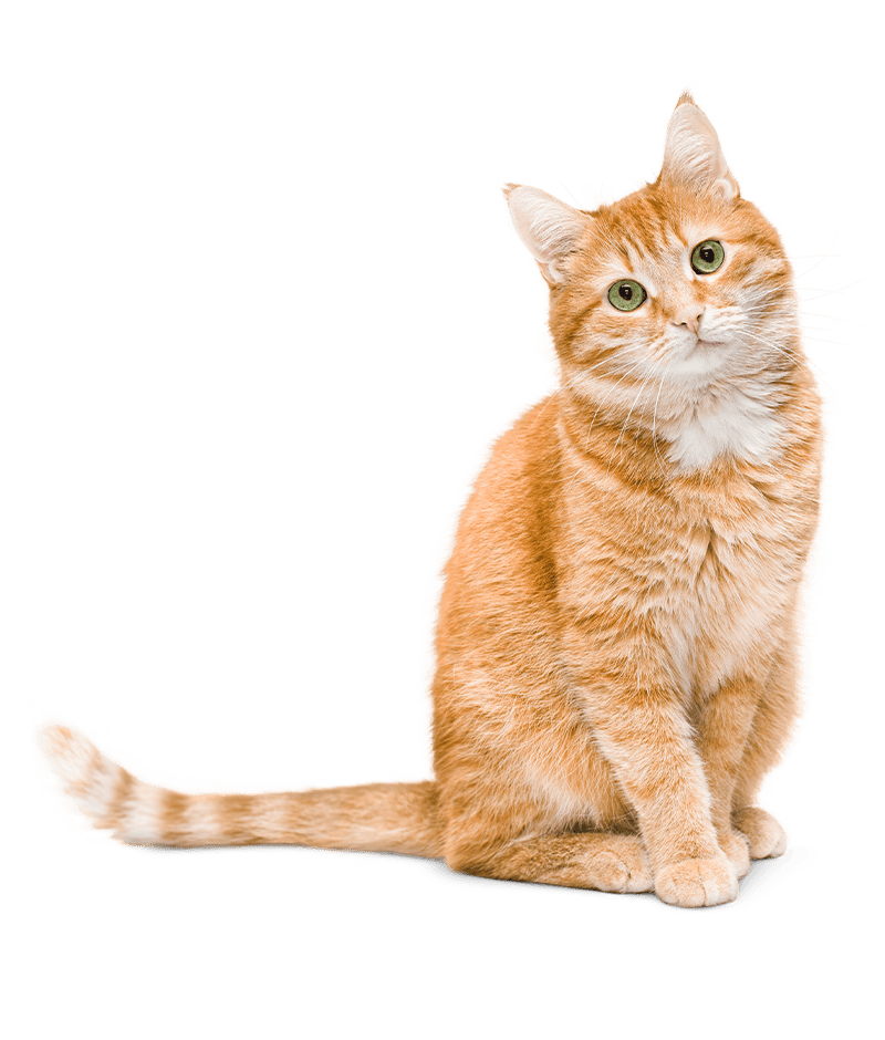 striped orange tabby cat sitting