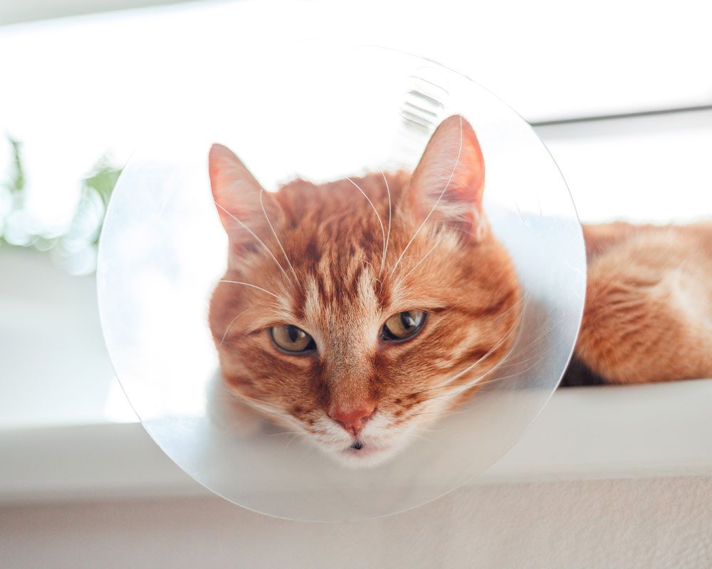orange striped tabby cat lying on windowsill wearing cone indoors