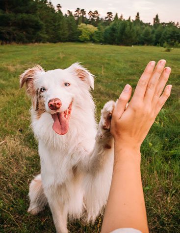 owner giving australian shepherd dog high five outdoors