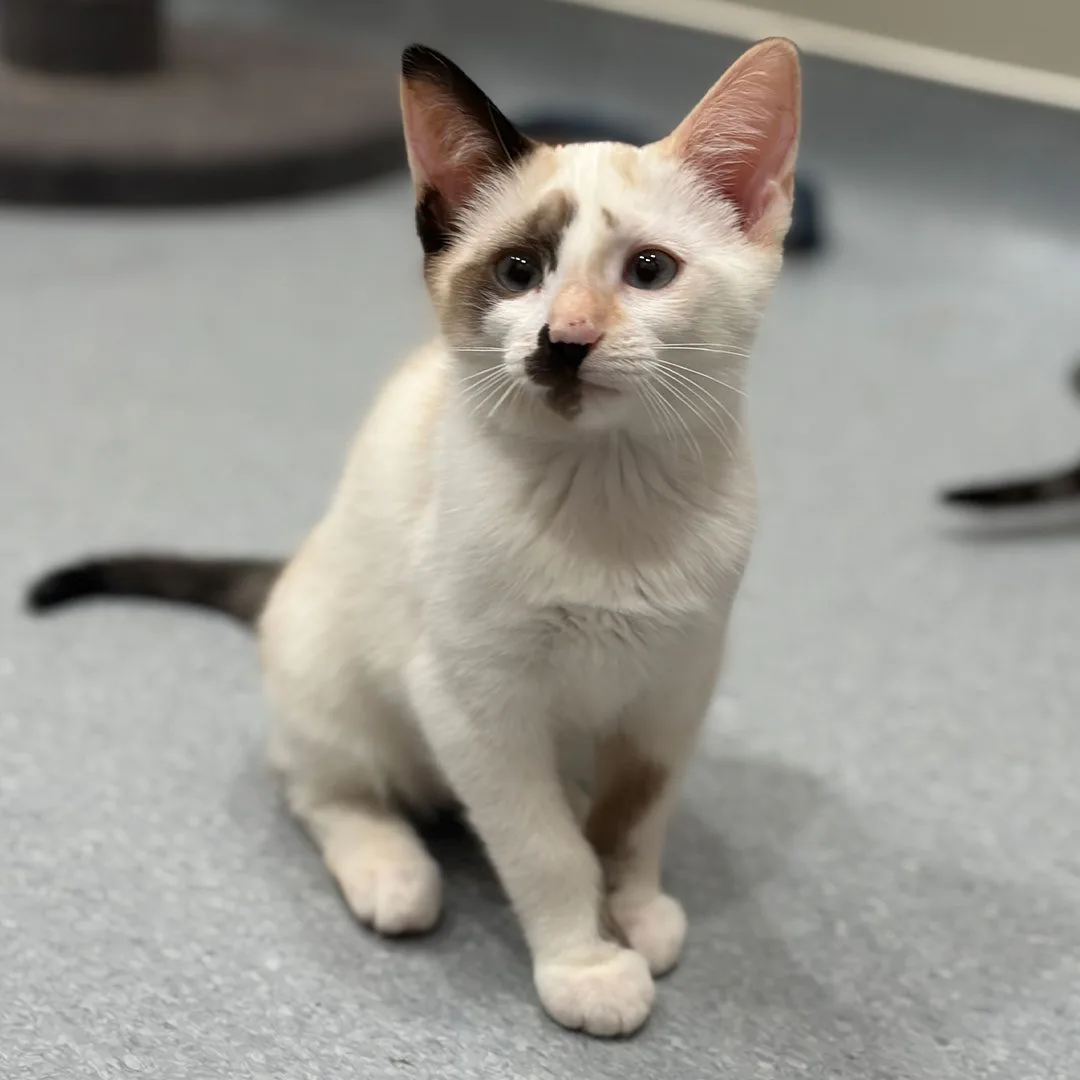 adoptable kitten named Peaches