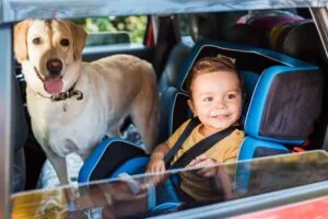 Pet Safety This Summer