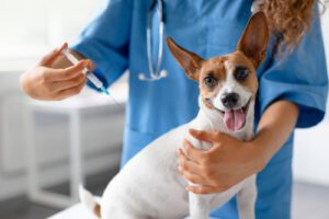dog-receiving-vaccine