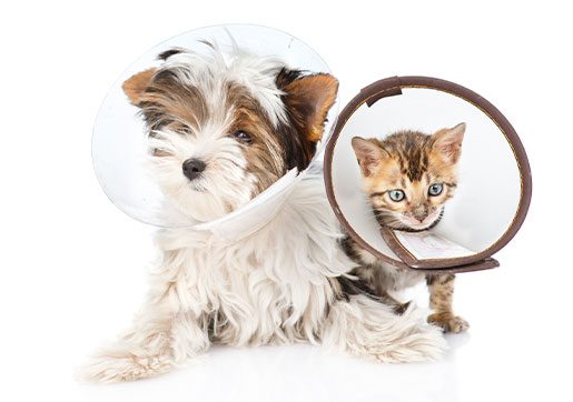 cute puppy and cute kitten sitting together wearing cones