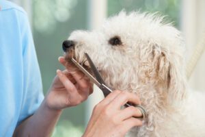 white-fluffy-dog-being-groomed-in-a-salon