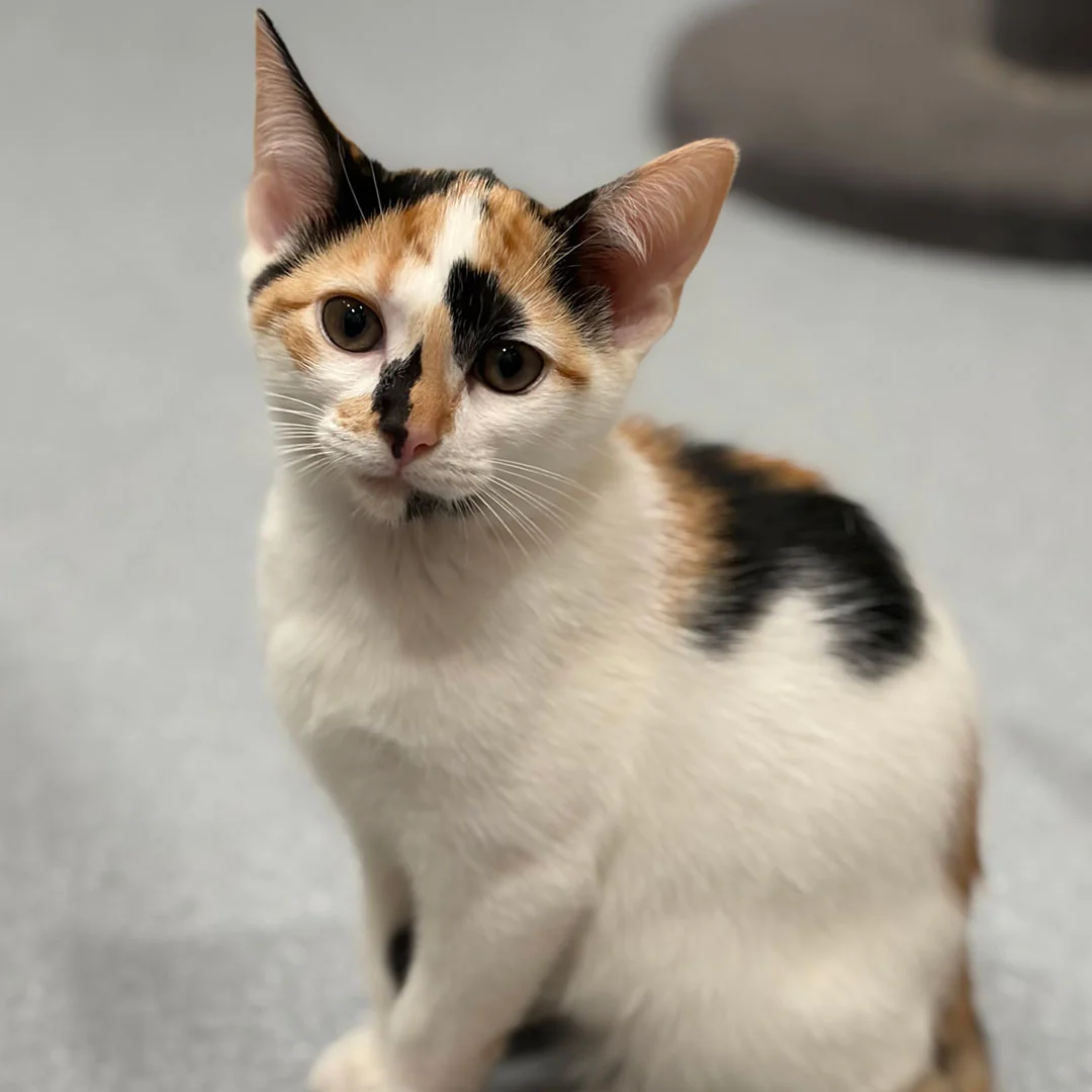 adoptable kitten named Ruth
