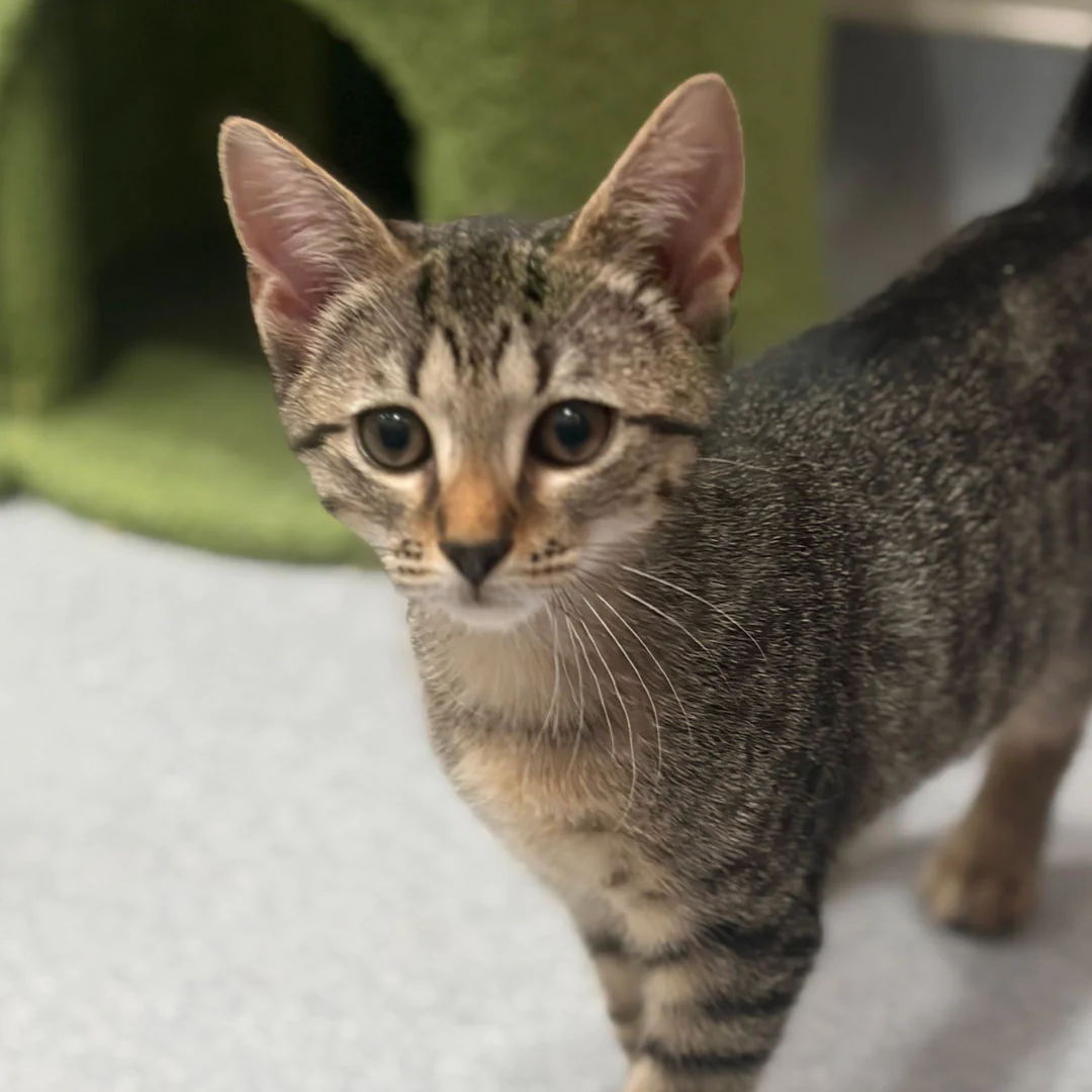 adoptable kitten named Slugger