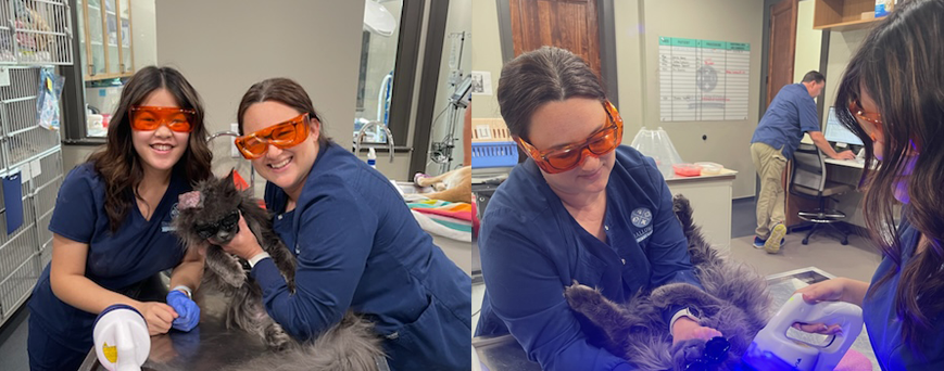 staff members performing laser therapy on cat