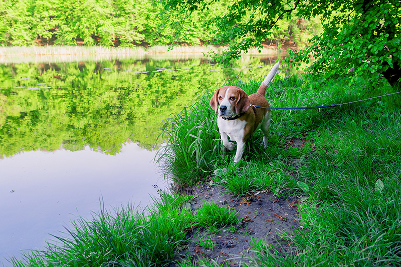 How to Keep your Pets Cool this Summer ￼ | Shallowford Animal Hospital
