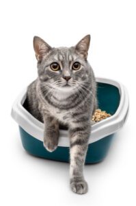 tips for moving cats litterbox lewisville nc