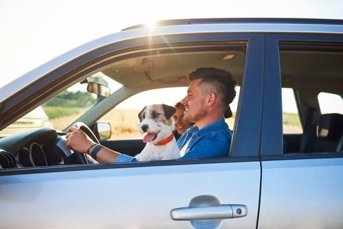 couple-riding-in-car-and-male-driver-has-dog-sitting-in-his-lap