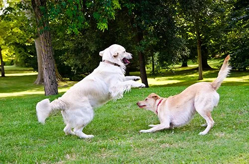 two dogs playing outside two dogs playing outside