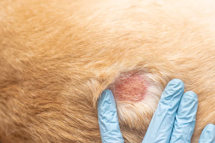 how do you treat an infected bug bite on a dog