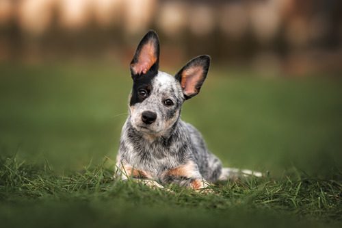 australian-cattle-dog-puppy-lying-down-on-grass-outdoors