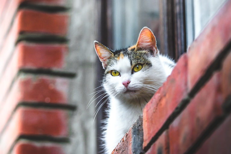 how-to-care-for-outside-cats-in-the-winter-shallowford-animal-hospital