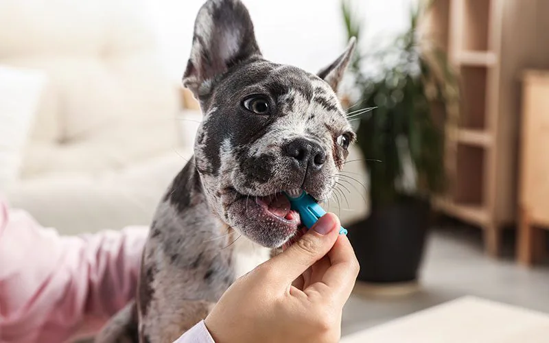 woman using finger toothbrush to brush spotted french bulldog's teeth indoors