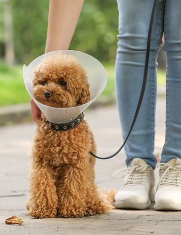 woman petting dog wearing cone on leash outdoors