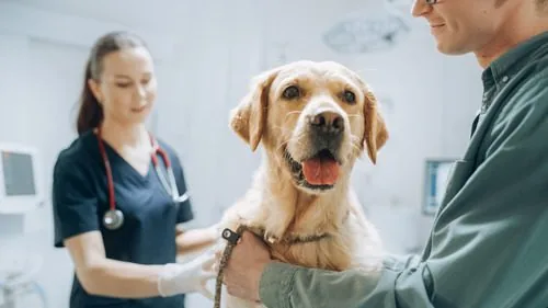 vet-talking-with-pet-owner-during-yellow-lab-dog's-exam-at-clinic