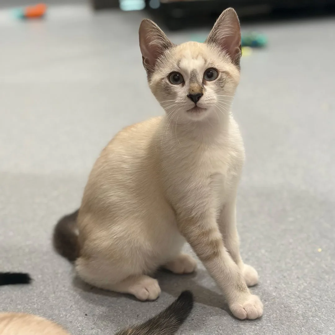 adoptable kitten named Wrigley